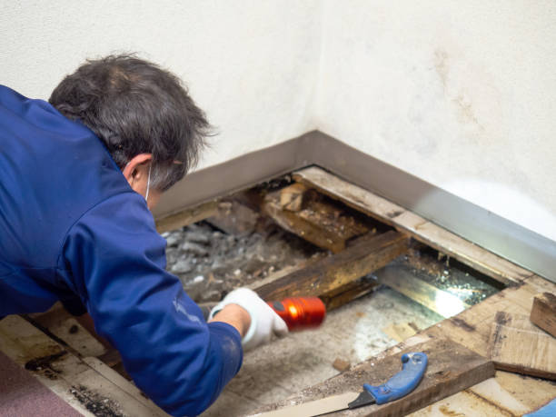 Best Professional Mold Removal  in Helena Flats, MT