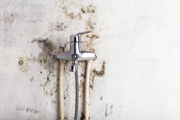 Best Mold Damage Repair  in Helena Flats, MT