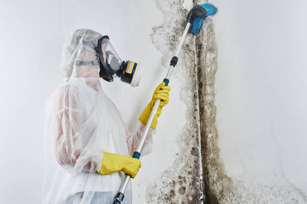 Best Crawl Space Mold Removal  in Helena Flats, MT