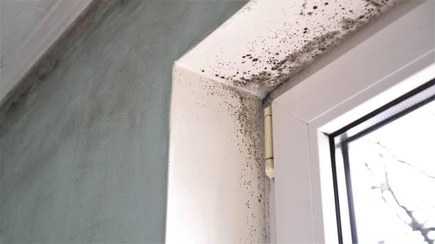 Professional Mold Removal in Helena Flats, MT