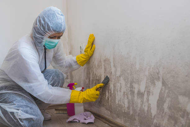 Certified Mold Removal in Helena Flats, MT