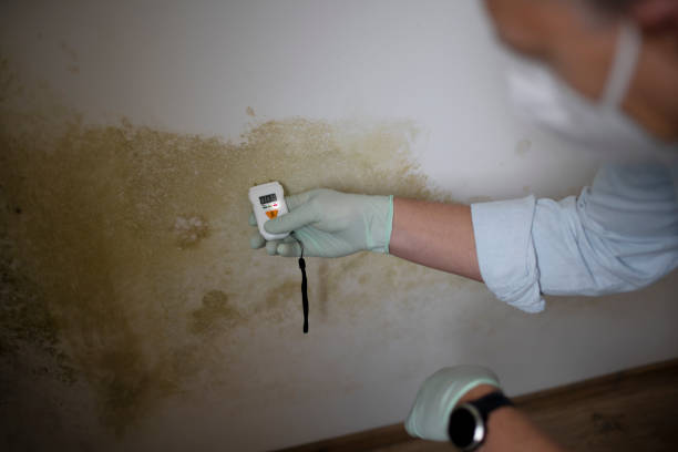 Best Professional Mold Removal  in Helena Flats, MT